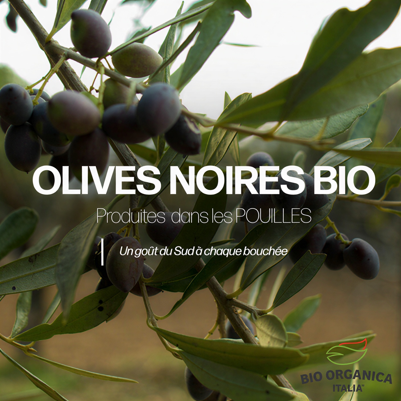 Olives noires bio
